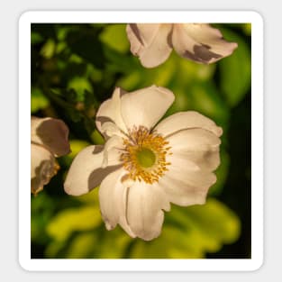 Japanese Anemone on a Sunny Day Sticker